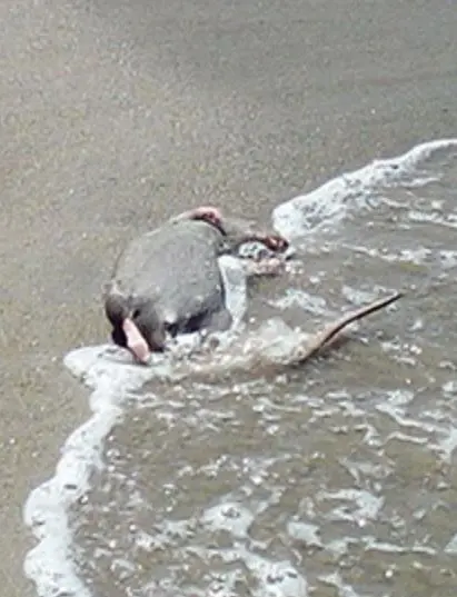 topi morti in mare, bagnanti in fuga dalla spiaggia di Salerno