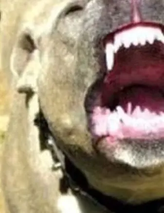 Terrore in Italia, bimbo di 9 anni sbranato da un pitbull: “Era al guinzaglio ma senza museruola”