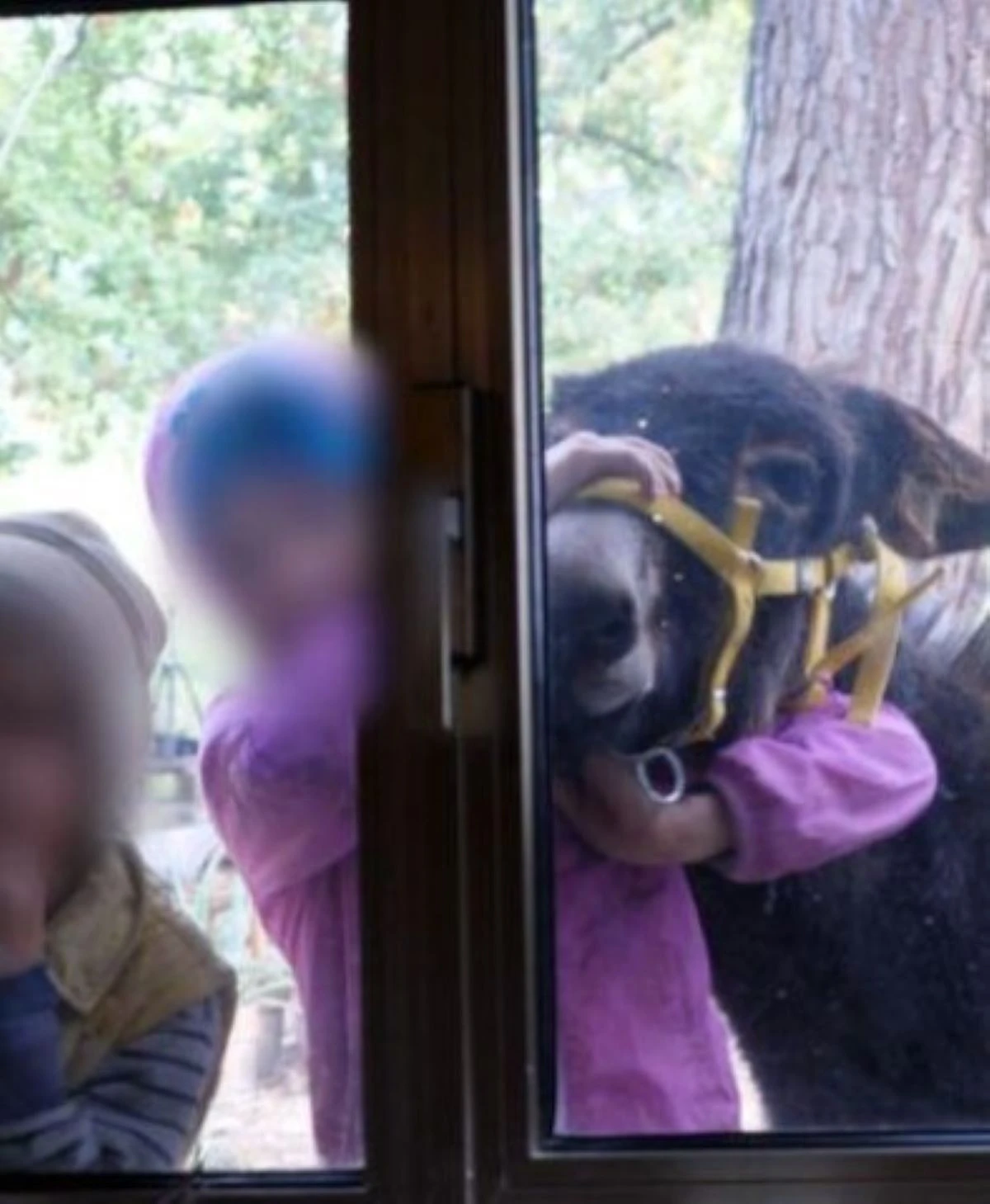Immagine dei bambini della famiglia nel bosco, protagonisti della vicenda